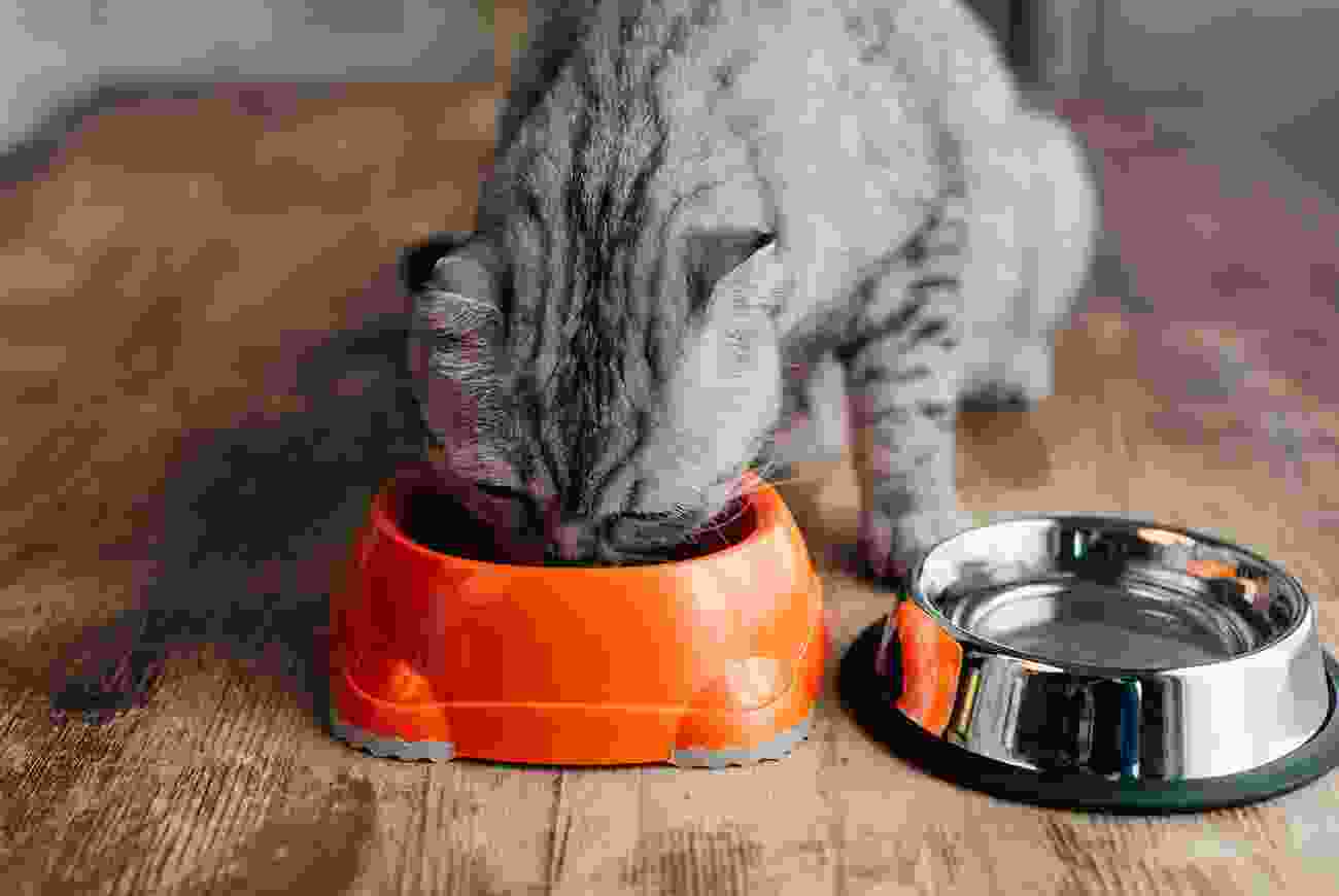 Standards and guidelines for cat vaccination